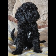 Labradoodle - Both