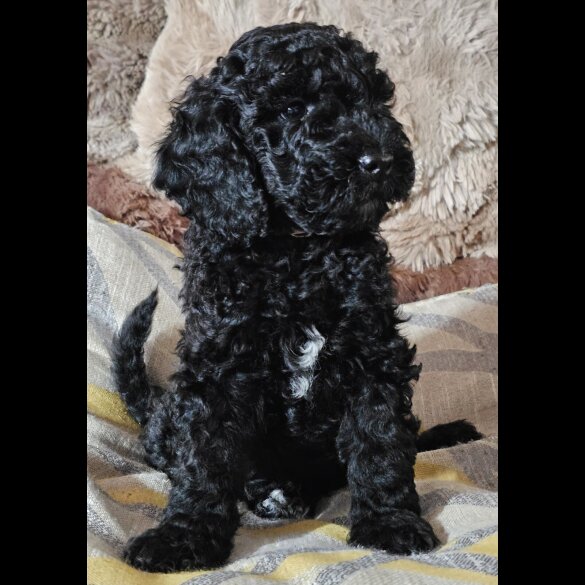 Labradoodle - Both