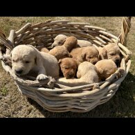 Labradoodle - Both