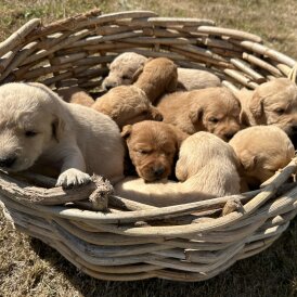 Labradoodle - Both