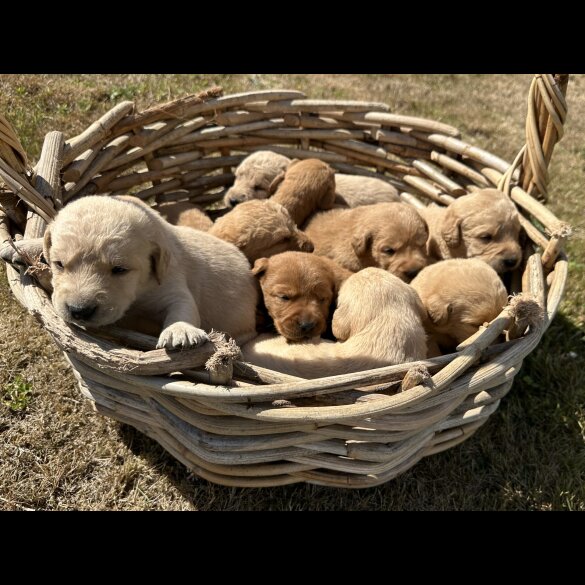 Labradoodle - Both