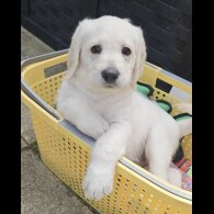 Labradoodle - Dogs