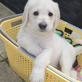Labradoodle - Dogs