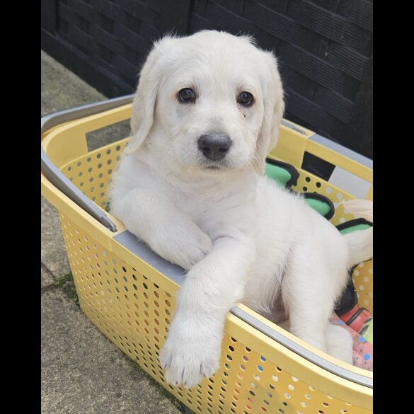 Labradoodle - Dogs