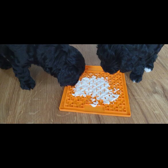 Labradoodle - Both