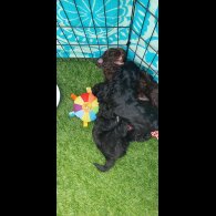 Labradoodle - Both