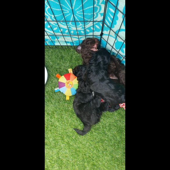 Labradoodle - Both