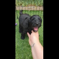 Labradoodle - Both