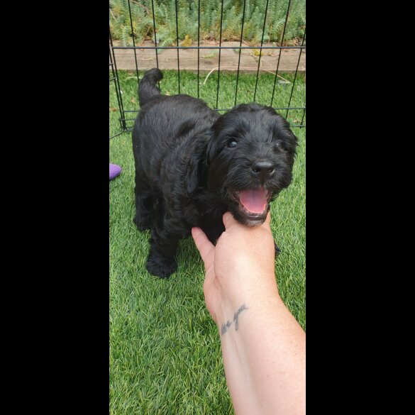 Labradoodle - Both