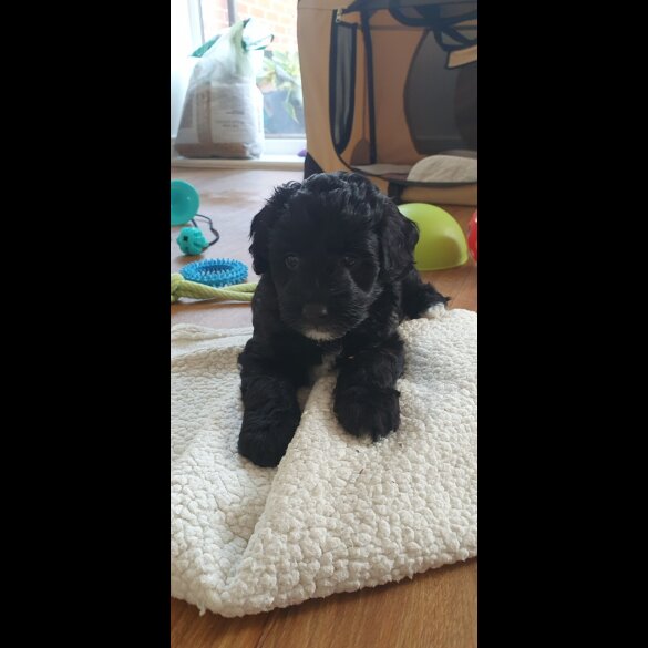 Labradoodle - Both