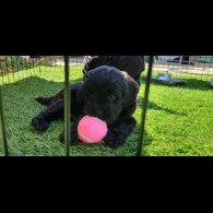 Labradoodle - Both