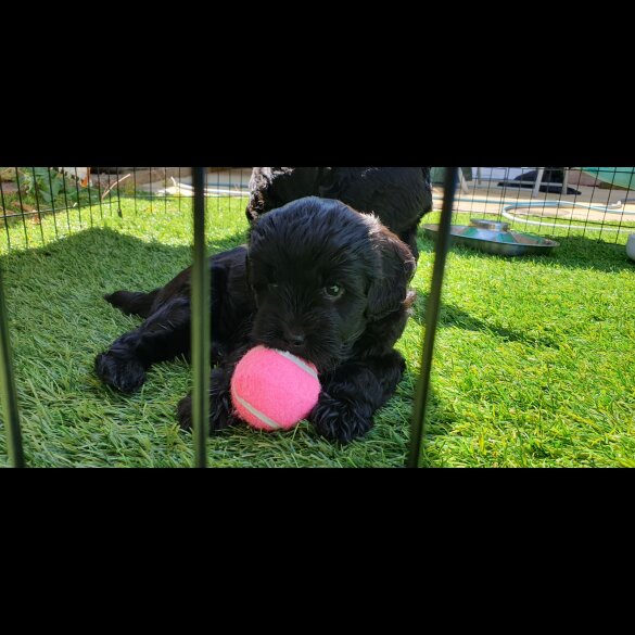 Labradoodle - Both