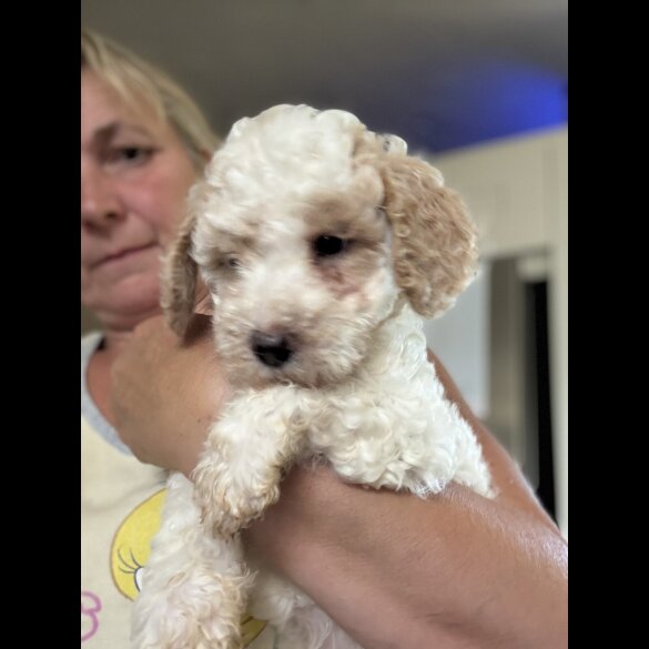 Labradoodle - Both