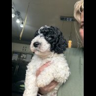 Labradoodle - Both