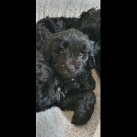 Labradoodle - Both