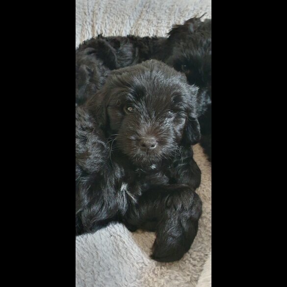 Labradoodle - Both
