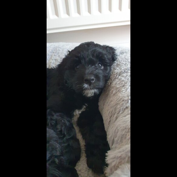 Labradoodle - Both