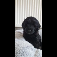 Labradoodle - Both