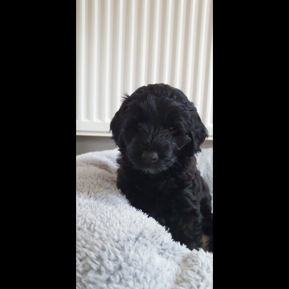Labradoodle - Both
