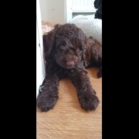 Labradoodle - Both