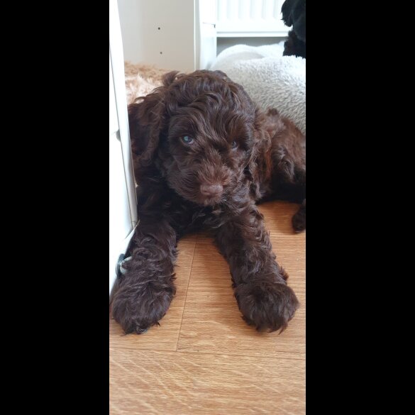 Labradoodle - Both
