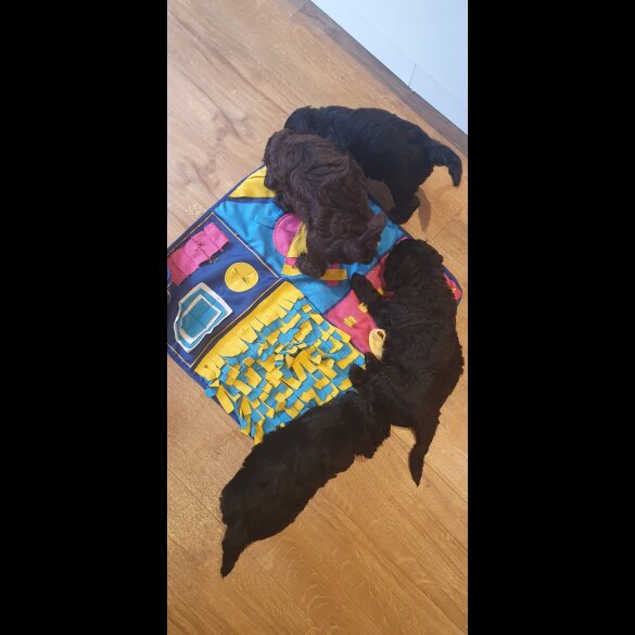 Labradoodle - Both