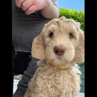 Labradoodle - Both