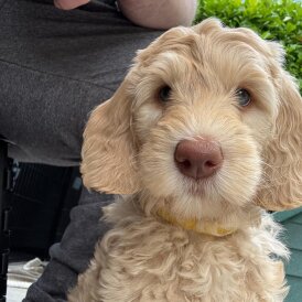 Labradoodle - Both