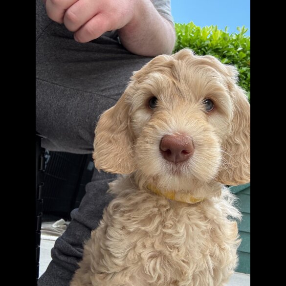 Labradoodle - Both