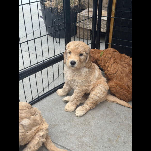 Labradoodle - Both