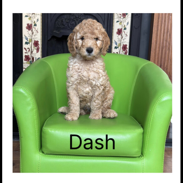 Labradoodle - Both