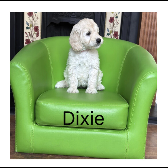 Labradoodle - Both