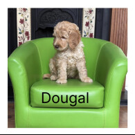 Labradoodle - Both