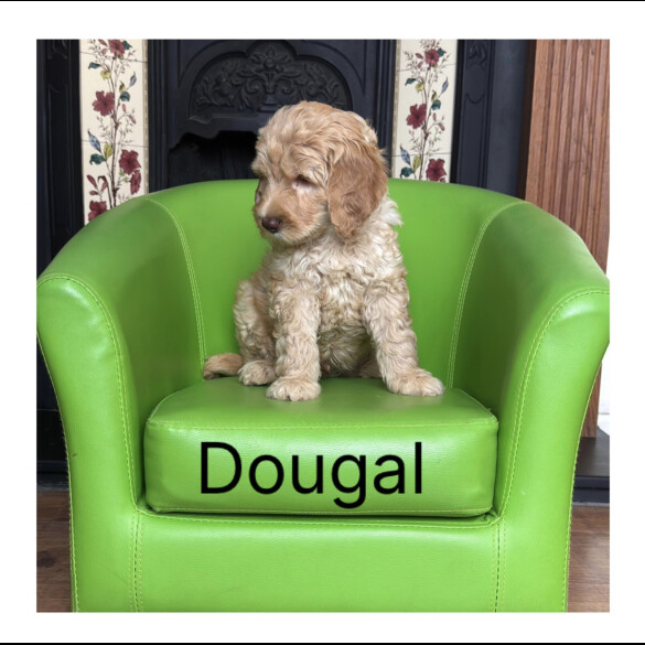 Labradoodle - Both