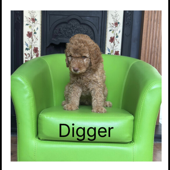 Labradoodle - Both