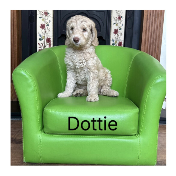 Labradoodle - Both