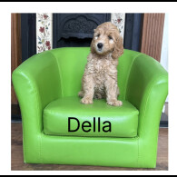 Labradoodle - Both