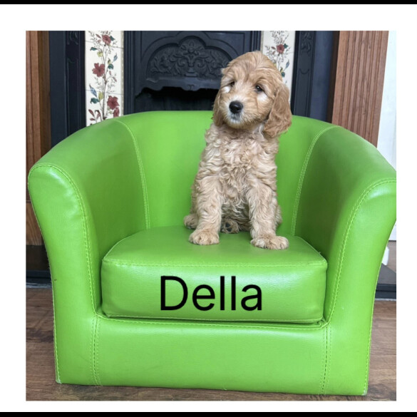 Labradoodle - Both