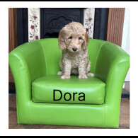 Labradoodle - Both