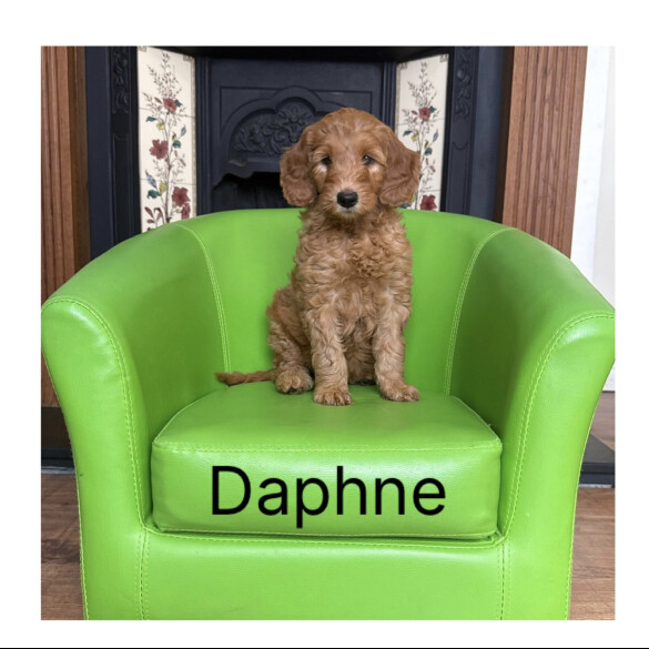 Labradoodle - Both