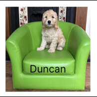 Labradoodle - Both