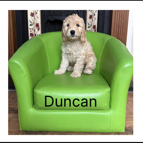 Labradoodle - Both