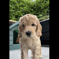 Labradoodle - Both