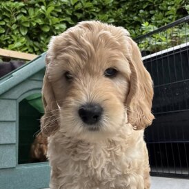 Labradoodle - Both