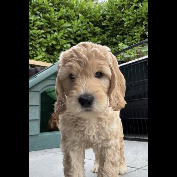 Labradoodle - Both