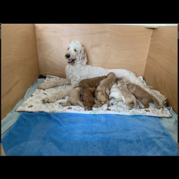 Labradoodle - Both