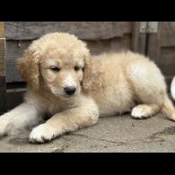 Labradoodle - Both