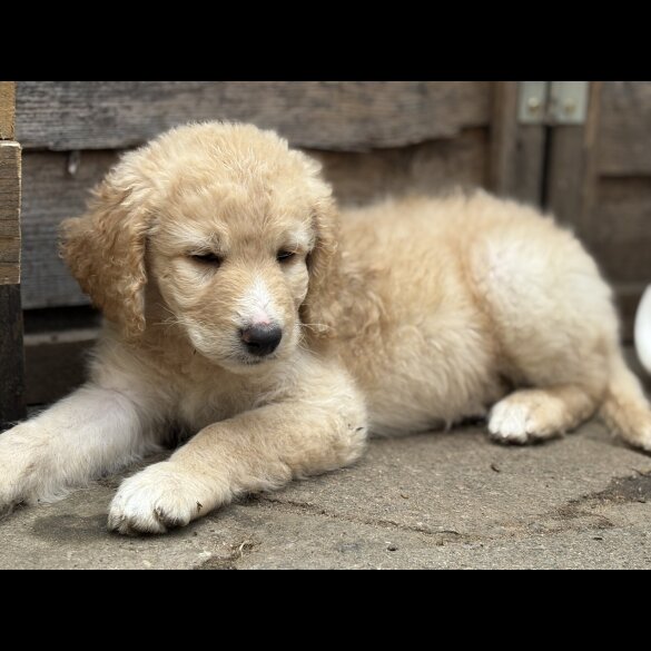 Labradoodle - Both