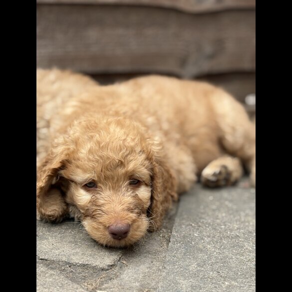 Labradoodle - Both