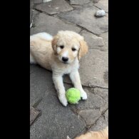 Labradoodle - Both